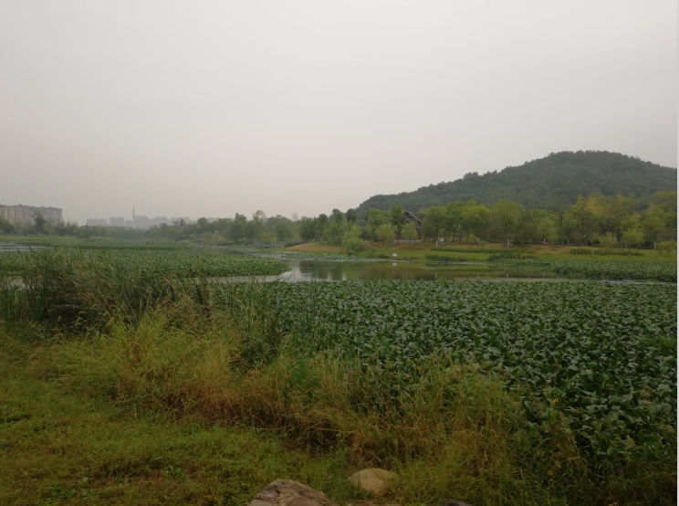 2018080432258641.jpg